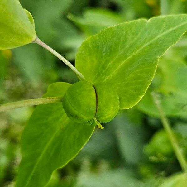 Euphorbia lathyris Frucht