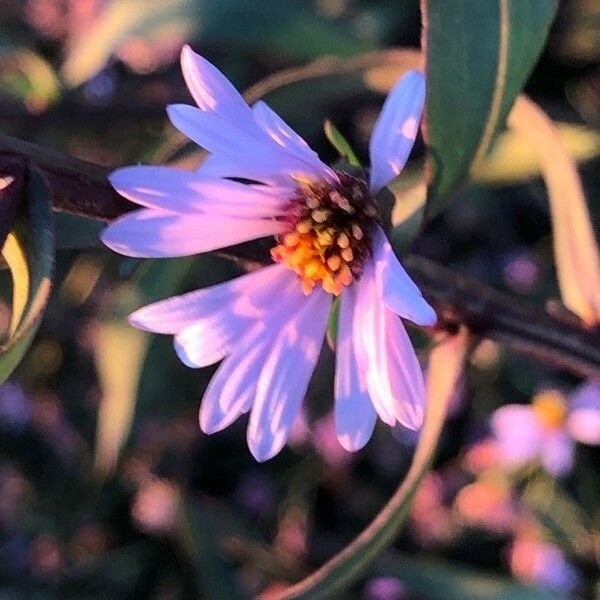 Tripolium pannonicum Flower