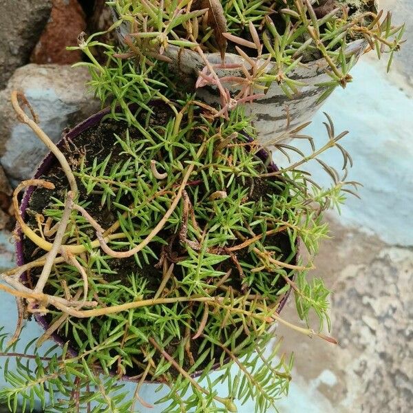 Sedum mexicanum Ліст