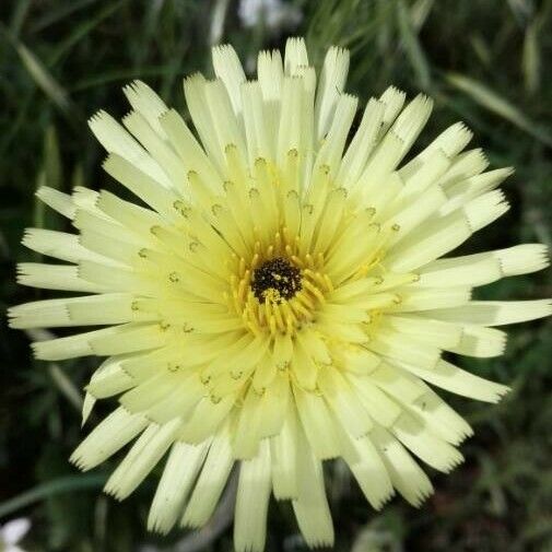 Urospermum dalechampii Floro