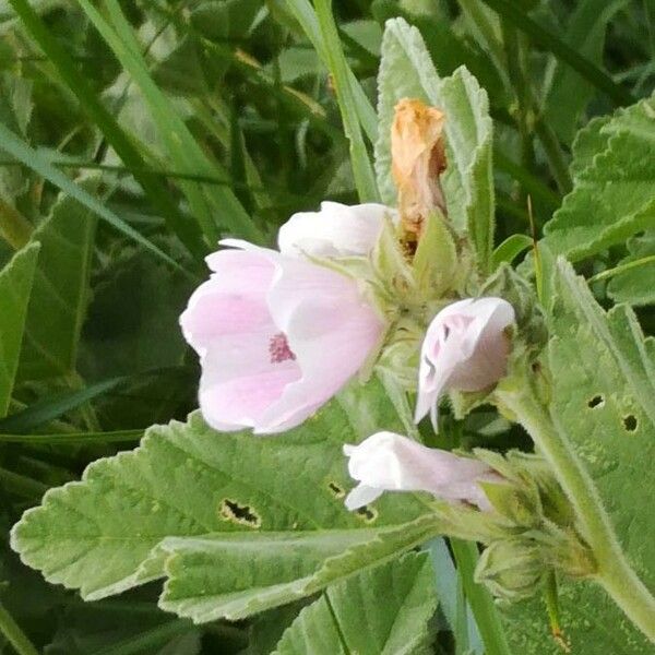 Althaea officinalis Blomst