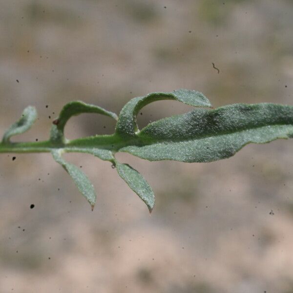 Podospermum laciniatum Leaf