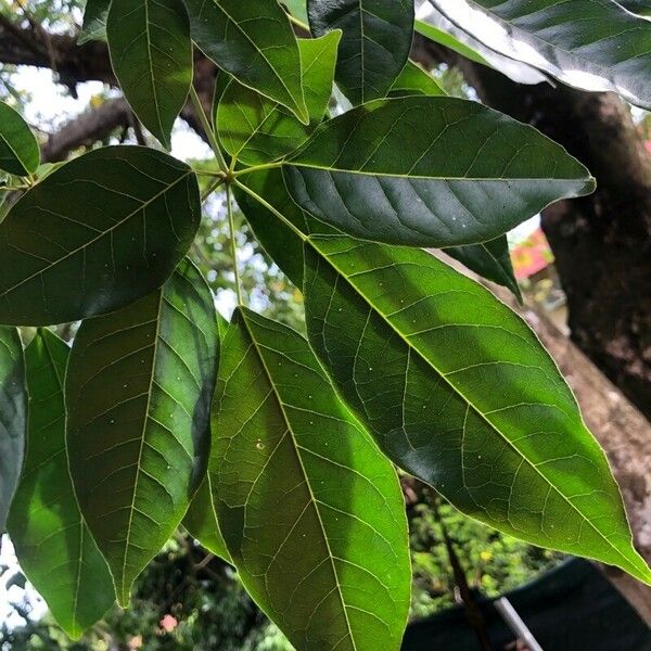 Handroanthus serratifolius Leaf