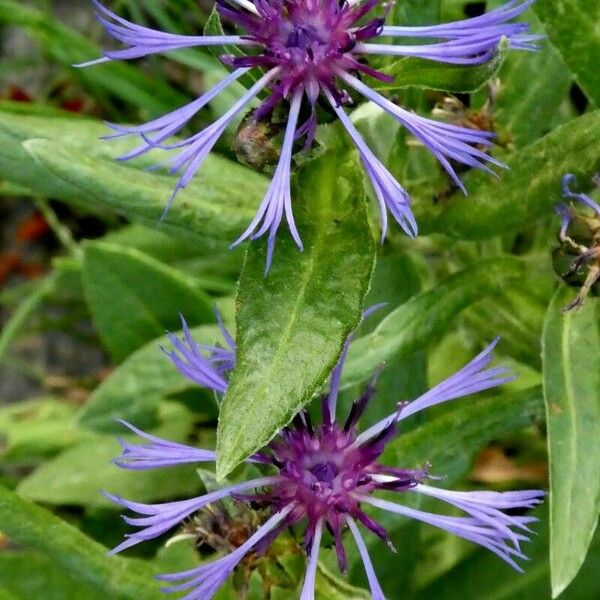 Centaurea triumfettii Habit