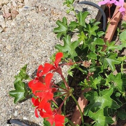 Pelargonium inquinans Žiedas