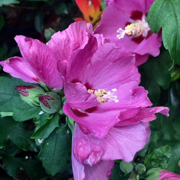 Hibiscus syriacus Blomst