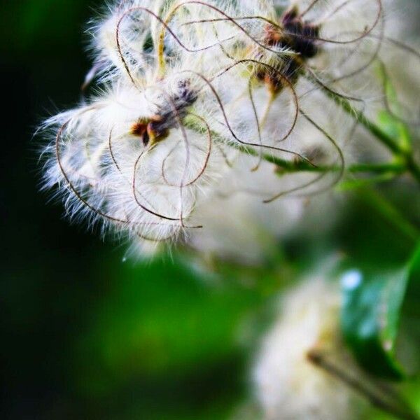 Clematis vitalba Fruit