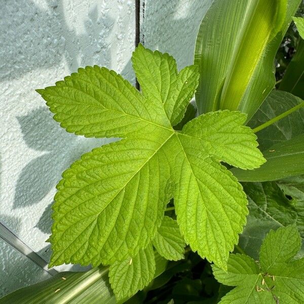 Humulus scandens Листок