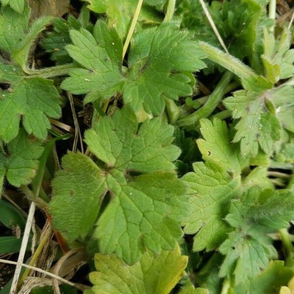 Ranunculus repens Leaf