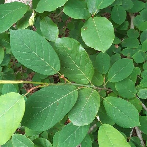 Magnolia sieboldii Leaf