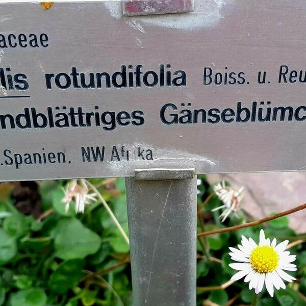 Bellis rotundifolia Ďalší