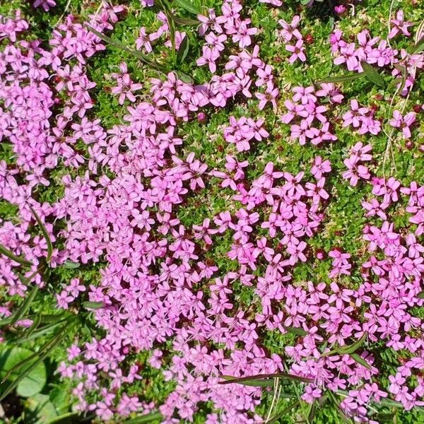 Silene acaulis Blüte