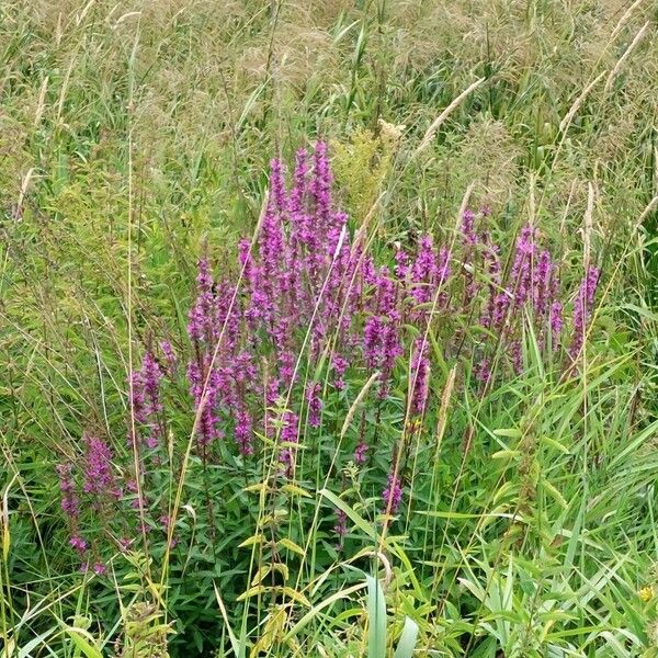 Lythrum salicaria Buveinė