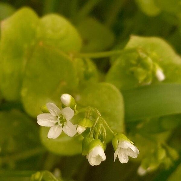 Claytonia perfoliata Λουλούδι