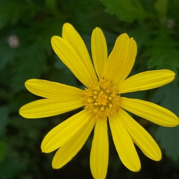 Euryops chrysanthemoides Blüte