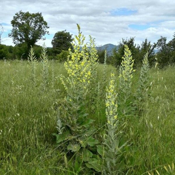 Verbascum pulverulentum Tervik taim