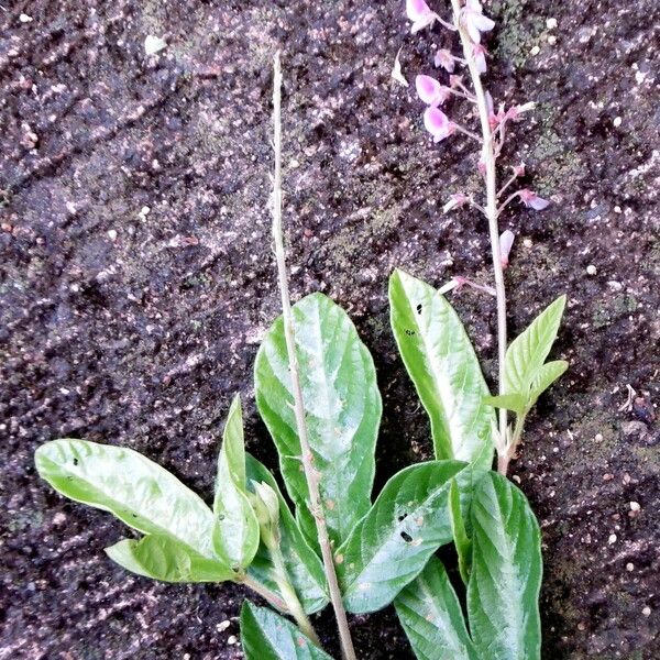 Desmodium incanum ফুল