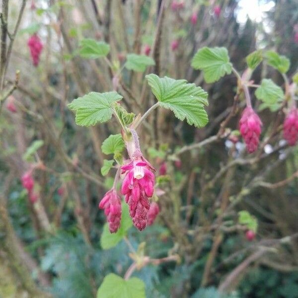 Ribes sanguineum फूल