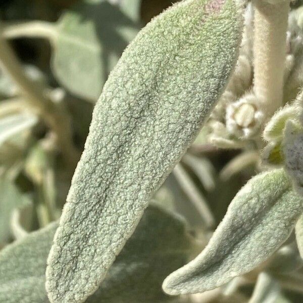 Phlomis purpurea Frunză