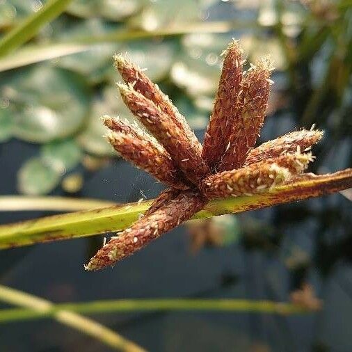 Bolboschoenus maritimus 花