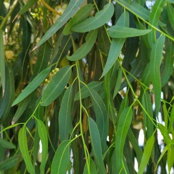 Eucalyptus globulus 葉