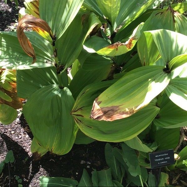 Veratrum viride Leaf