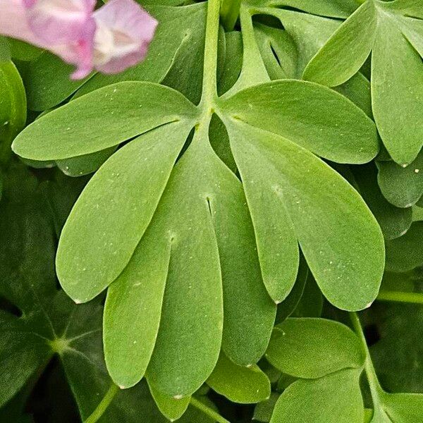 Corydalis solida 叶