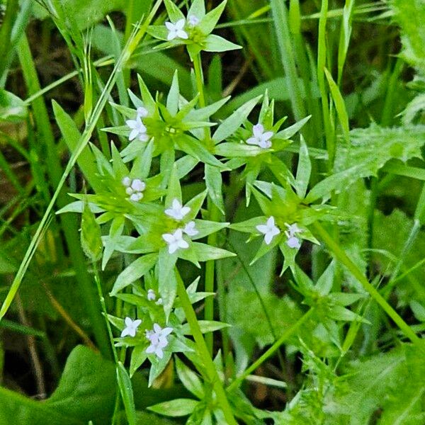 Sherardia arvensis 花