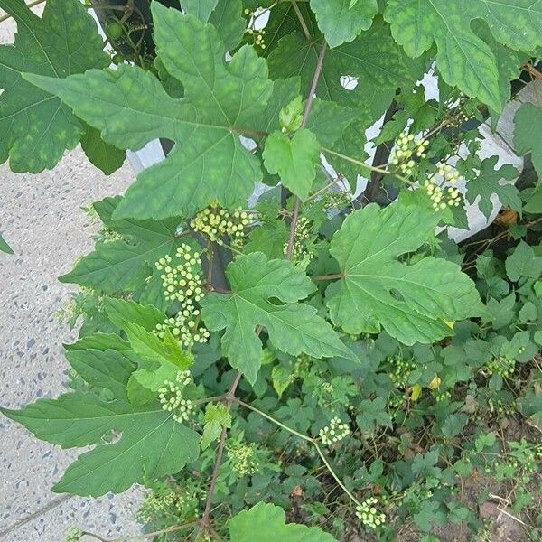 Vitis aestivalis Leaf