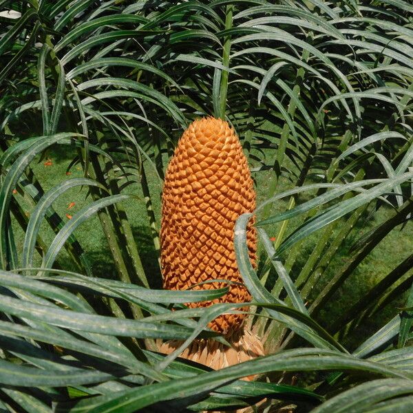 Cycas circinalis Ffrwyth