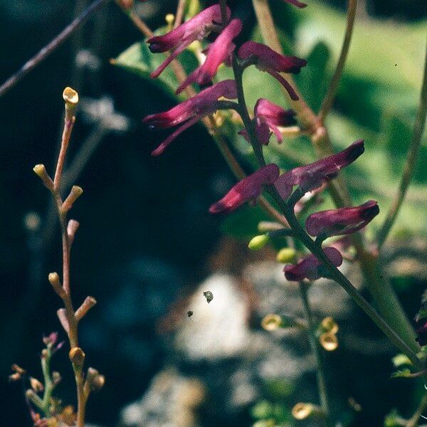 Fumaria muralis Blüte