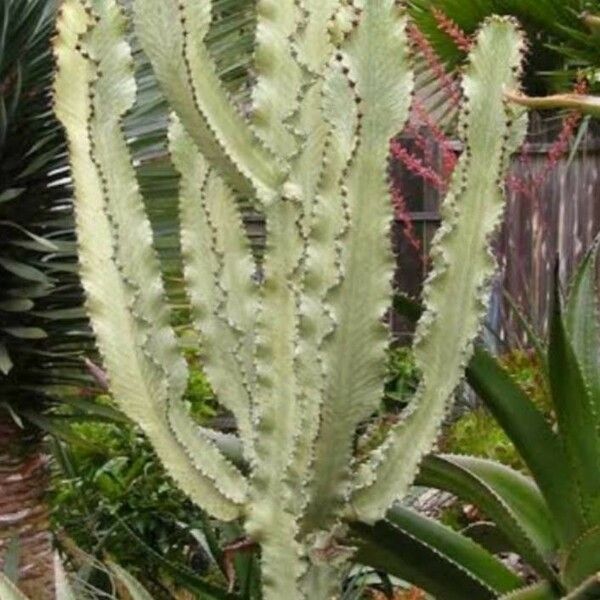 Euphorbia ammak Blad