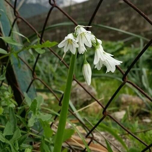 Allium triquetrum Květ