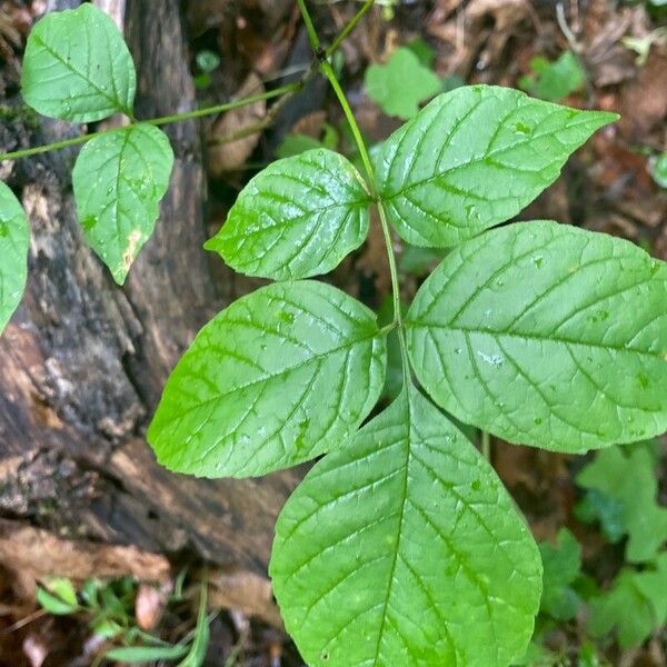 Fraxinus americana Blad