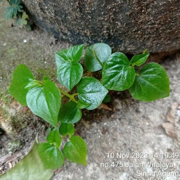 Peperomia pellucida Лист