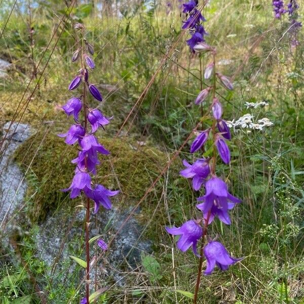 Campanula rapunculoides Kwiat