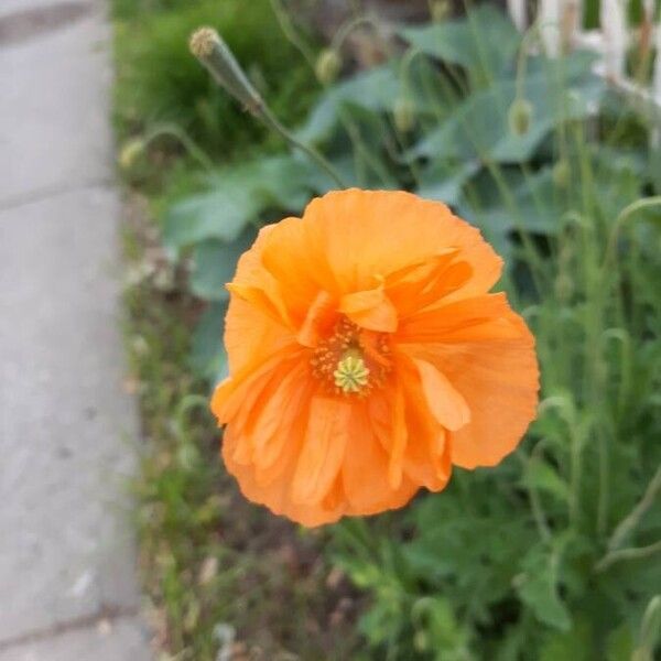 Papaver atlanticum Bloem