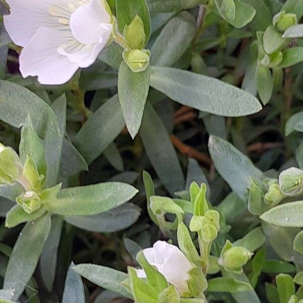 Arenaria montana পাতা