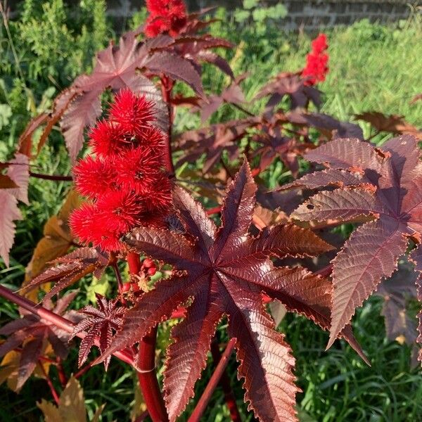 Ricinus communis Vekstform