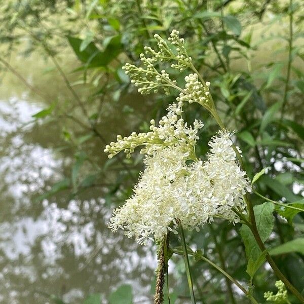 Filipendula ulmaria Cvet