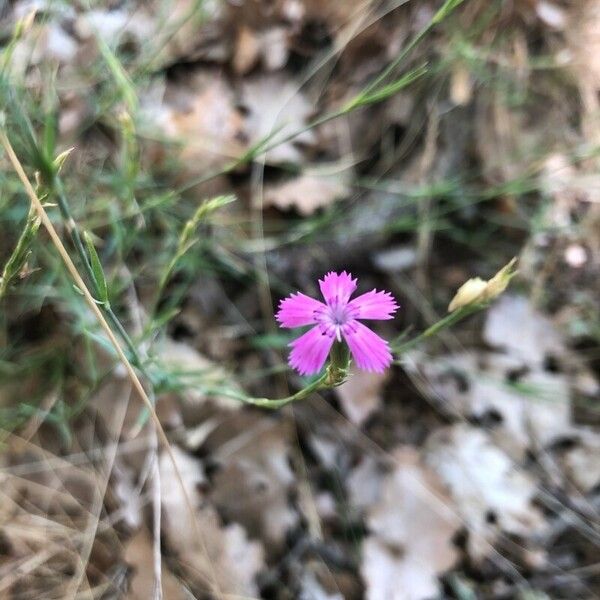 Dianthus scaber Flor