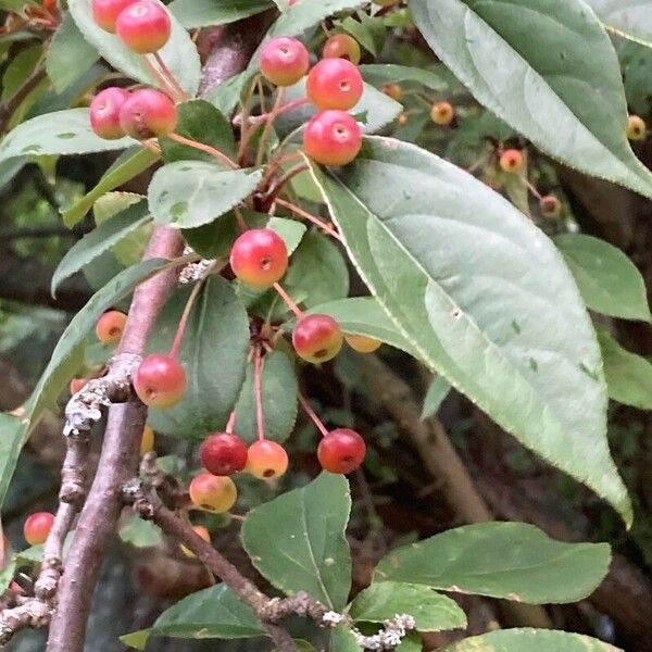 Malus hupehensis फल