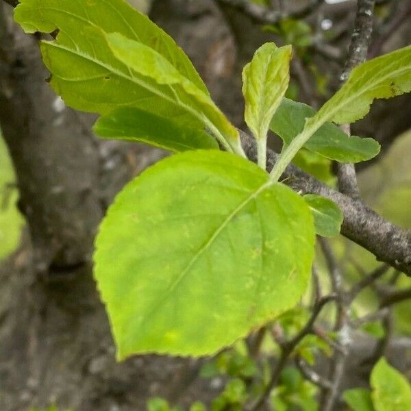 Malus pumila ഇല