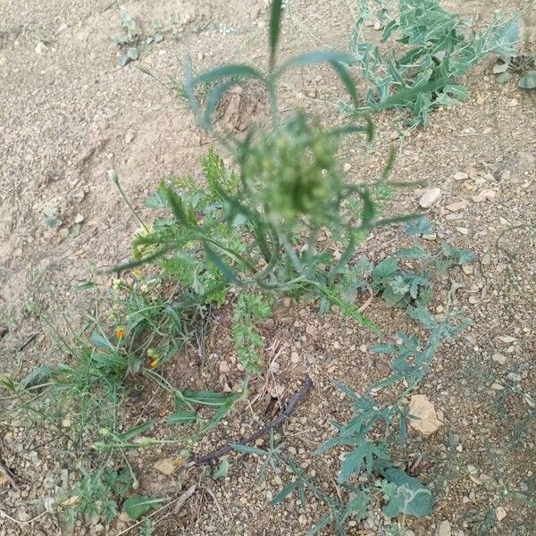 Ammi majus Folha