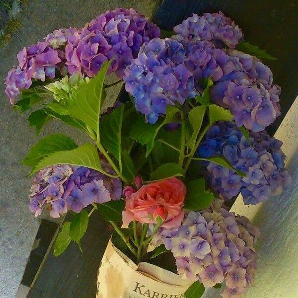 Hydrangea macrophylla Flower