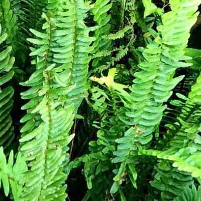 Nephrolepis cordifolia Leaf