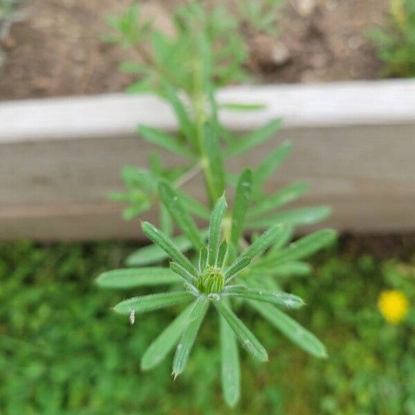 Galium aparine Fulla