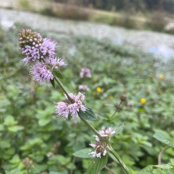 Mentha aquatica Flower