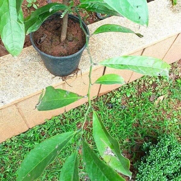 Artabotrys hexapetalus Leaf