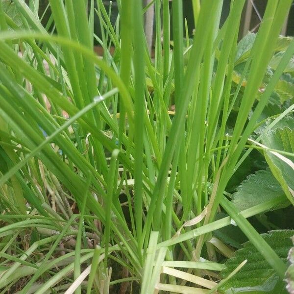 Allium tuberosum পাতা